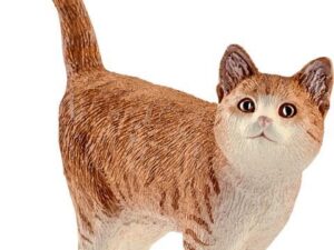 Katze