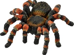 Vogelspinne