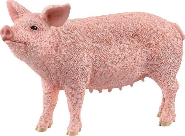 Schwein