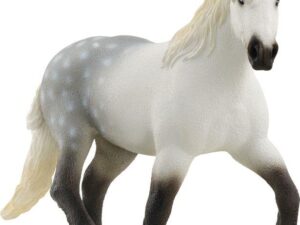 Percheron Stute