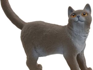 Britische Kurzhaar Katze